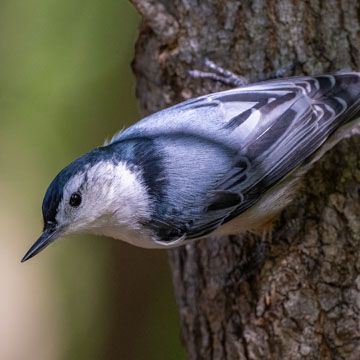 White-breasted Nuthatch