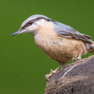 Eurasian Nuthatch