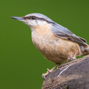 Eurasian Nuthatch