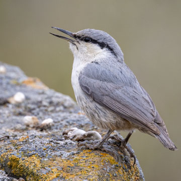 Western Rock Nuthatch