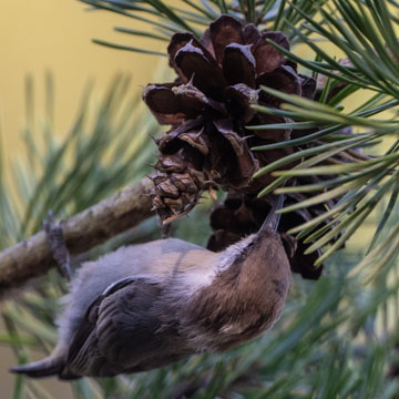 Brown-headed Nuthatch