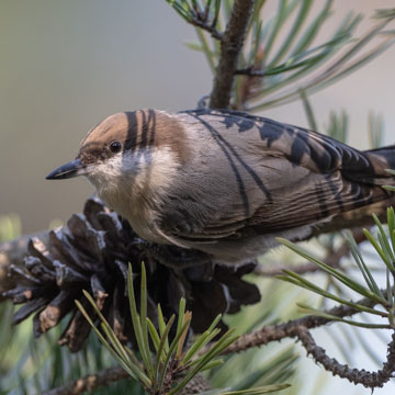 Brown-headed Nuthatch