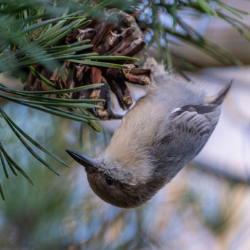 Brown-headed Nuthatch