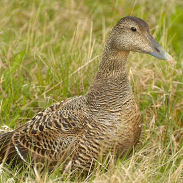 Common Eider