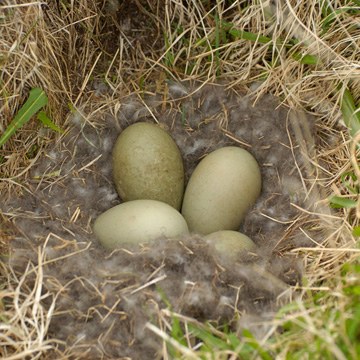 Common Eider