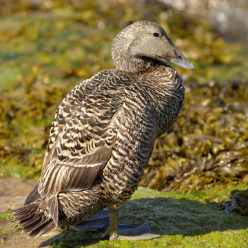 Common Eider