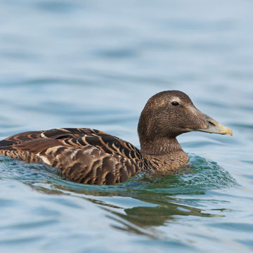 Common Eider