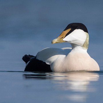 Common Eider