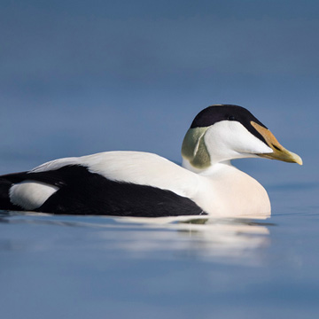 Common Eider