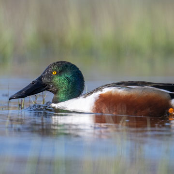 Northern Shoveler