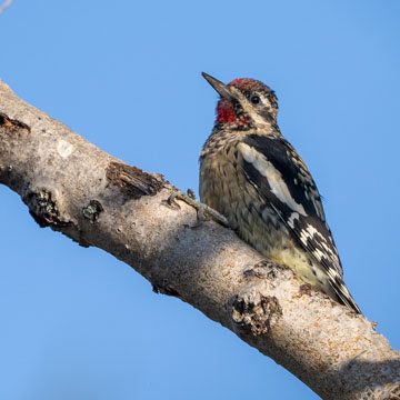 Yellow-bellied Sapsucker