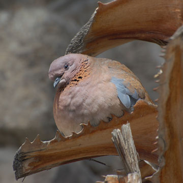 Laughing Dove