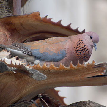 Laughing Dove