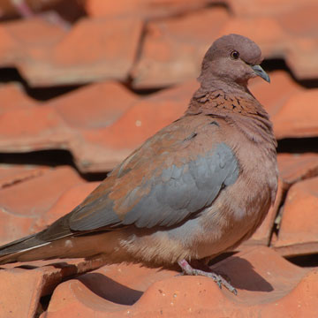 Laughing Dove