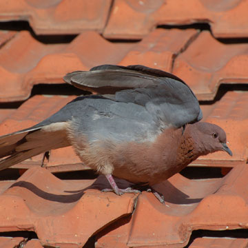 Laughing Dove