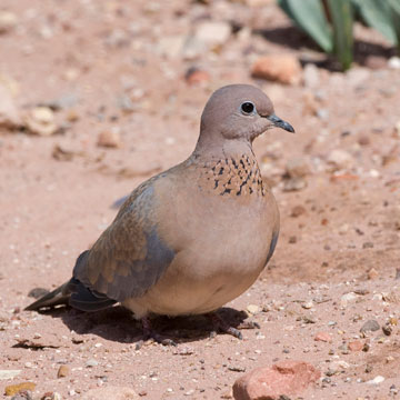 Laughing Dove