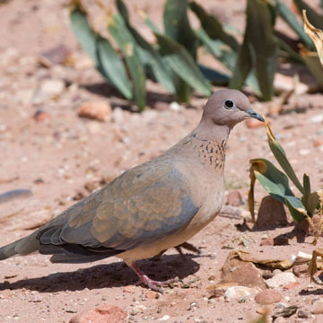 Laughing Dove