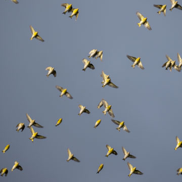 Eurasian Siskin