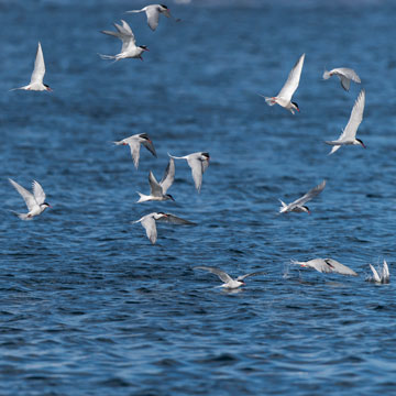 Common Tern