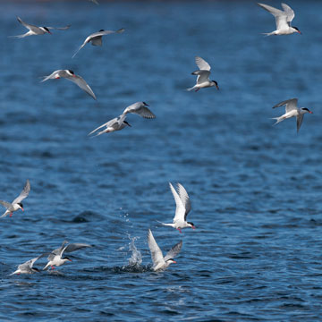 Common Tern