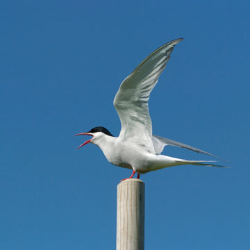 Arctic Tern