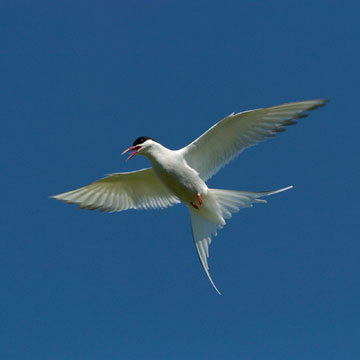 Arctic Tern