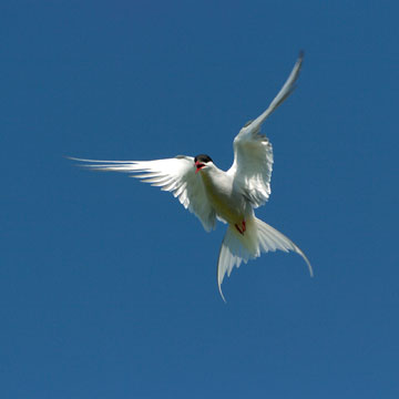 Arctic Tern