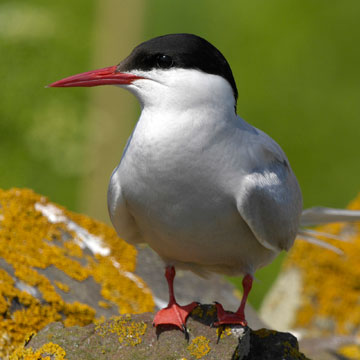 Arctic Tern