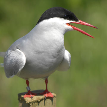 Arctic Tern