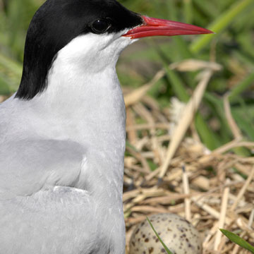 Arctic Tern