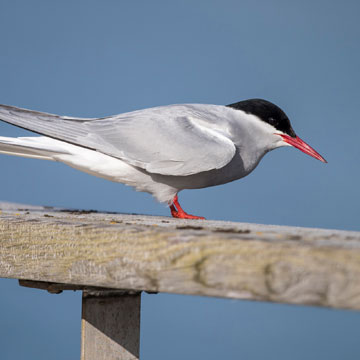 Arctic Tern