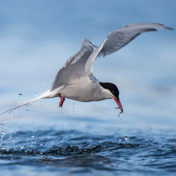 Arctic Tern