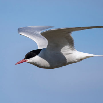 Arctic Tern