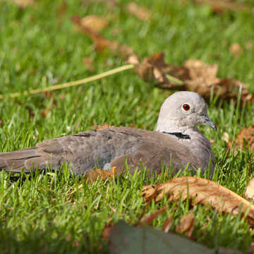 Eurasian Collared Dove