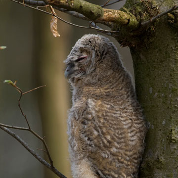 Tawny Owl