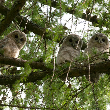 Tawny Owl