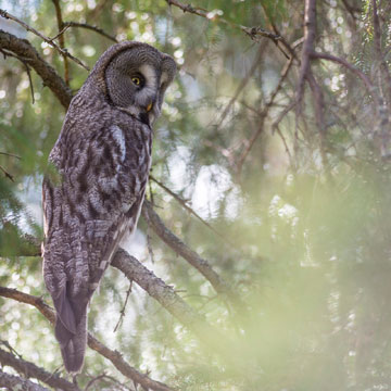 Great Grey Owl