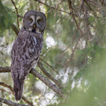 Great Grey Owl