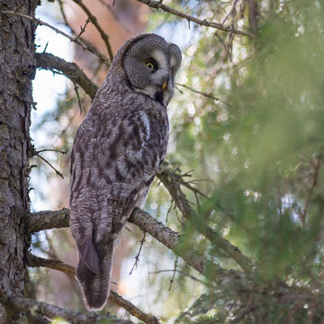 Great Grey Owl