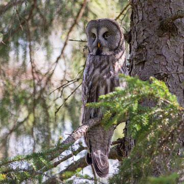 Great Grey Owl