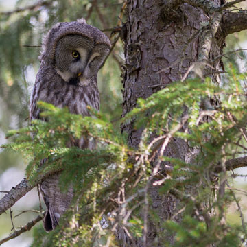 Great Grey Owl