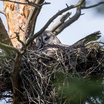 Great Grey Owl