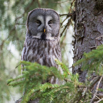 Great Grey Owl