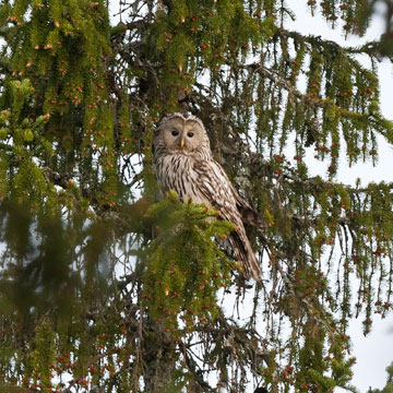 Ural Owl