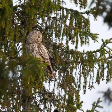 Ural Owl