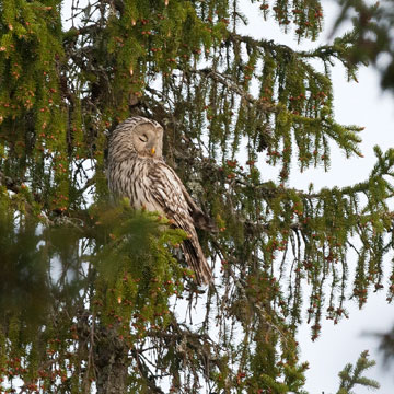 Ural Owl