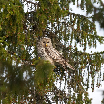 Ural Owl