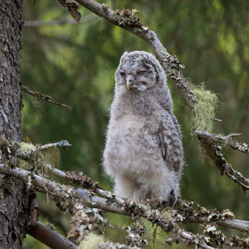 Ural Owl