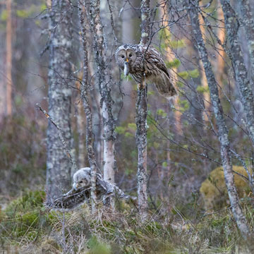 Ural Owl