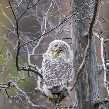 Ural Owl